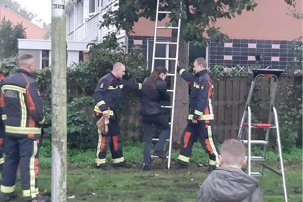 Vermiste kat uit boom bevrijd