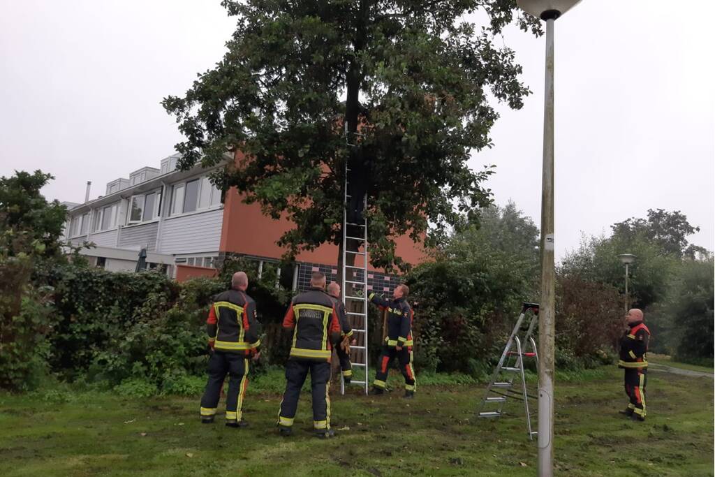 Vermiste kat uit boom bevrijd