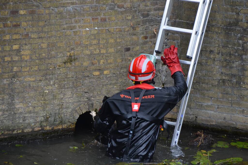 Kat uit afvoer naar gracht gered