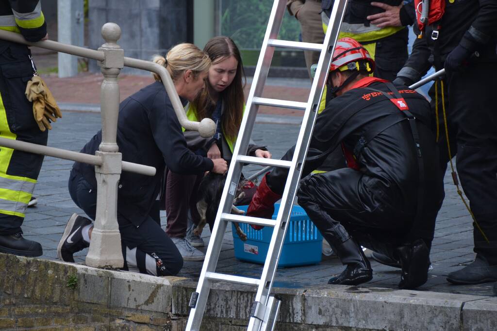 Kat uit afvoer naar gracht gered
