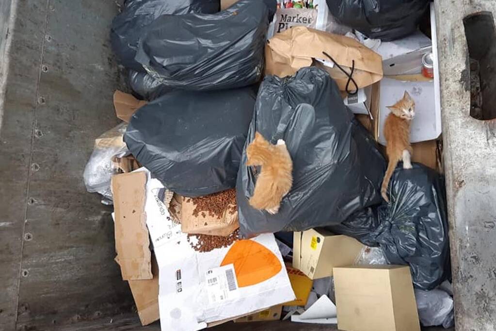 Kittens in container gedumpt in Het Reeland