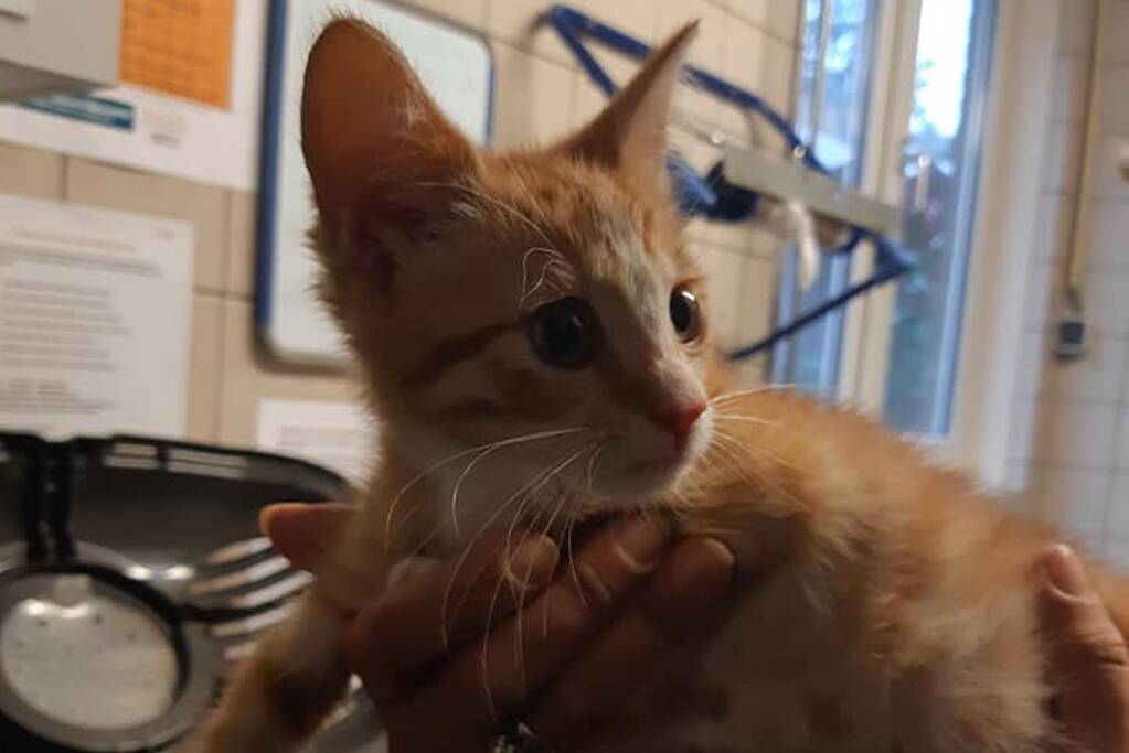 Kittens in container gedumpt in Het Reeland