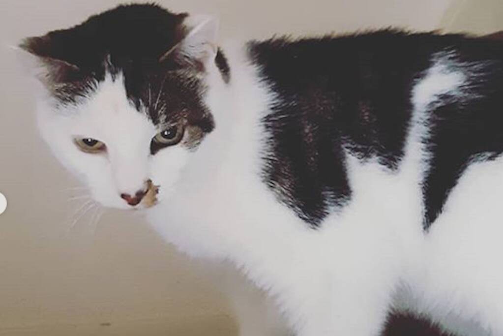 Kat uit woning vol rook bevrijd