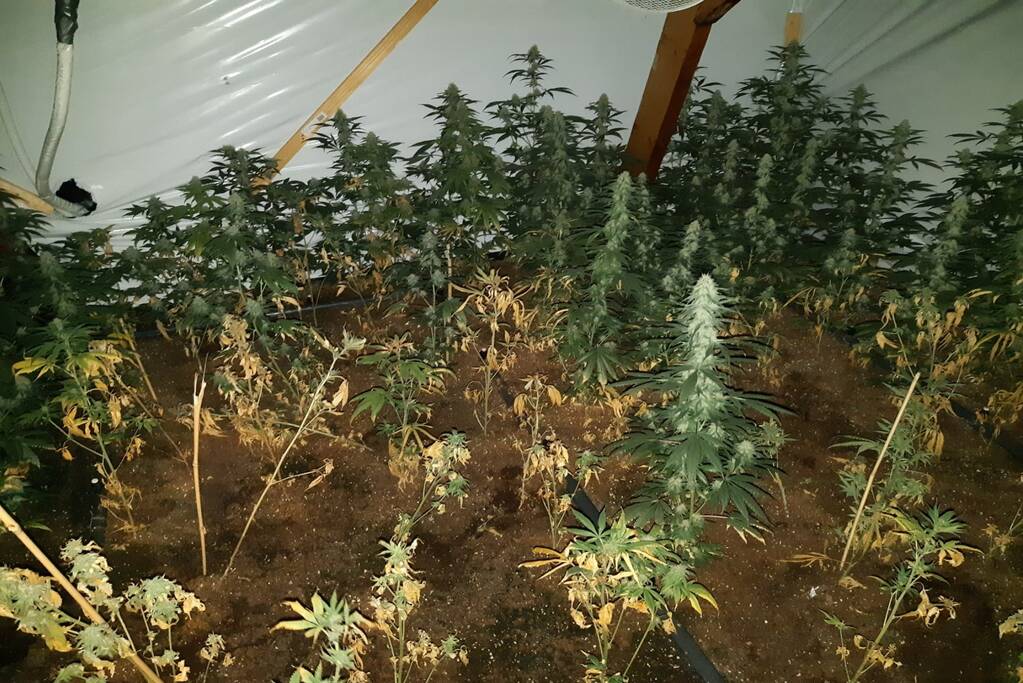 Hennepkwekerij ontmanteld in Vermeerkwartier