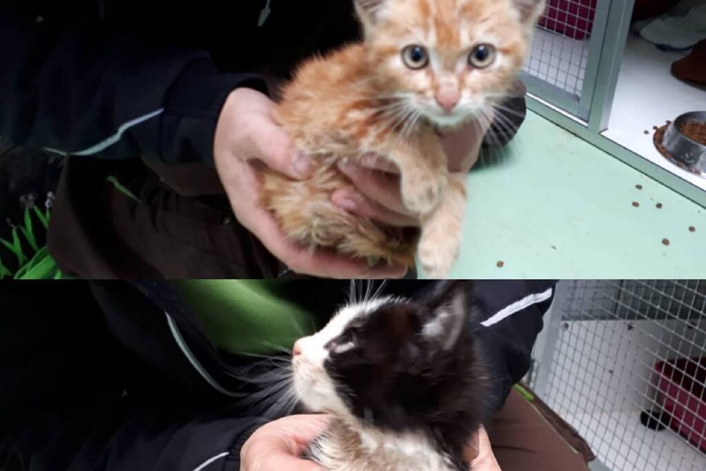 Drie jonge kittens gedumpt in kliko