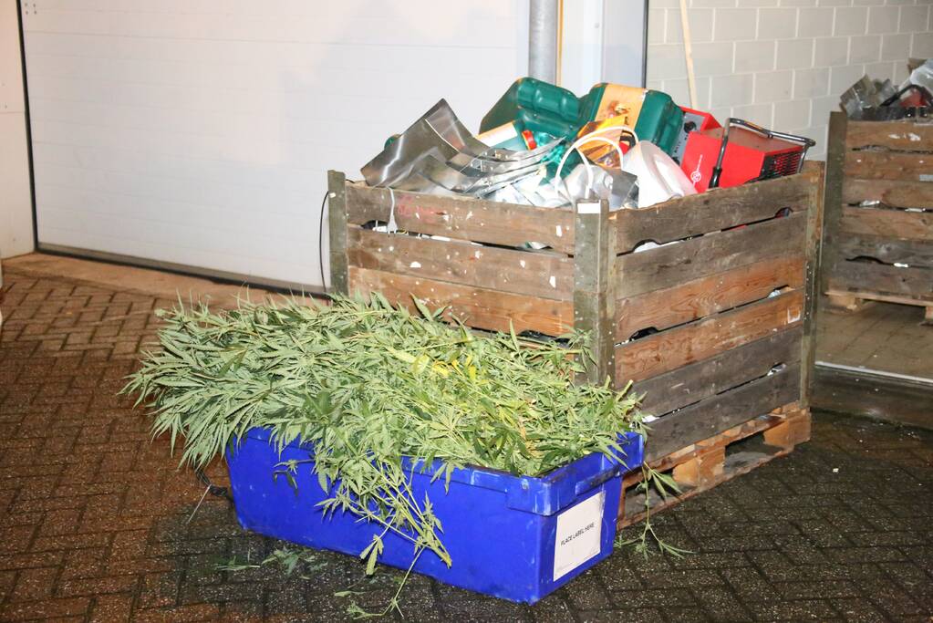 Hennepkwekerij aangetroffen in kelder van woning