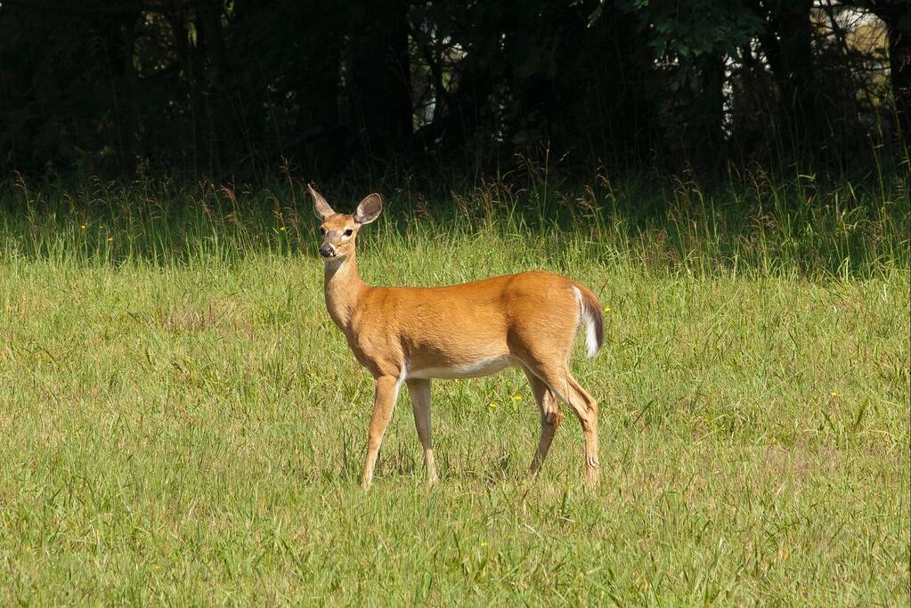 Loslopende ree loopt verdwaald in het centrum