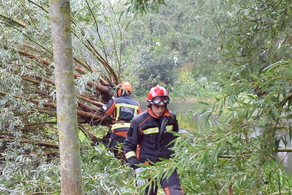 Boom versperd voetpad in de wijk Bloemendaal