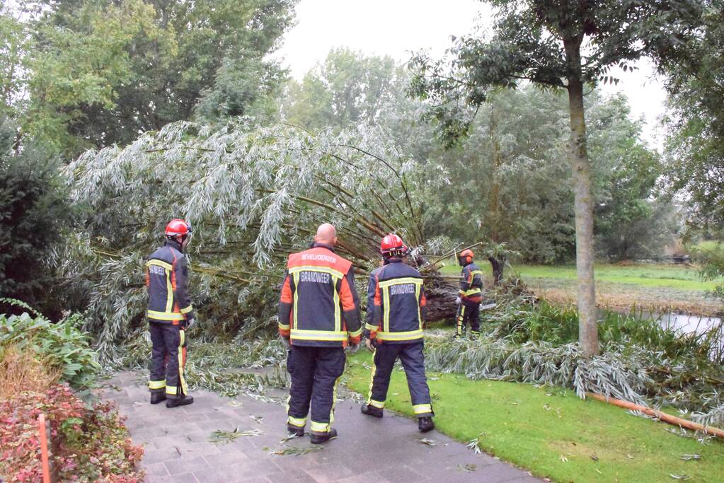 Boom versperd voetpad in de wijk Bloemendaal
