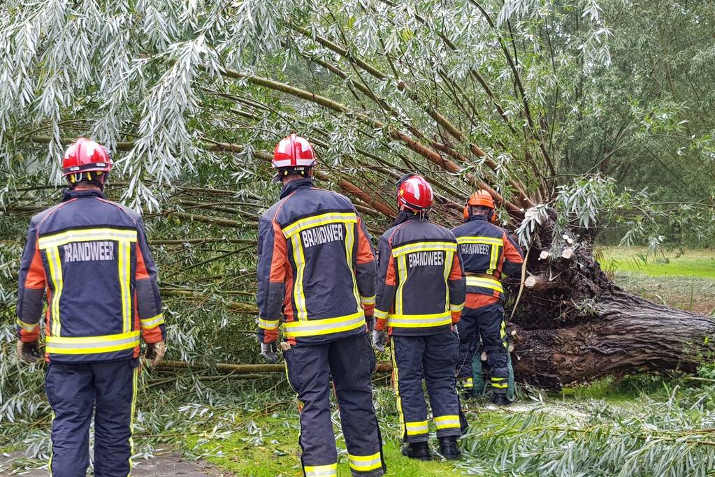 Boom versperd voetpad in de wijk Bloemendaal