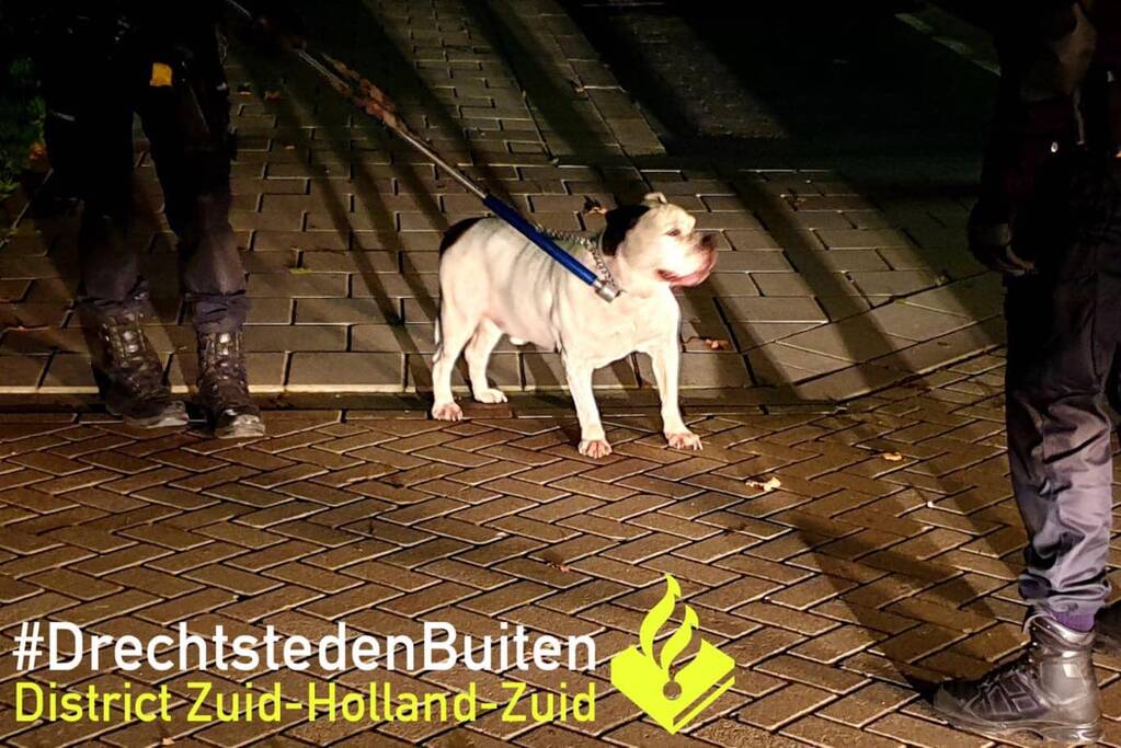 Agressieve hond keert zich tegen oppas