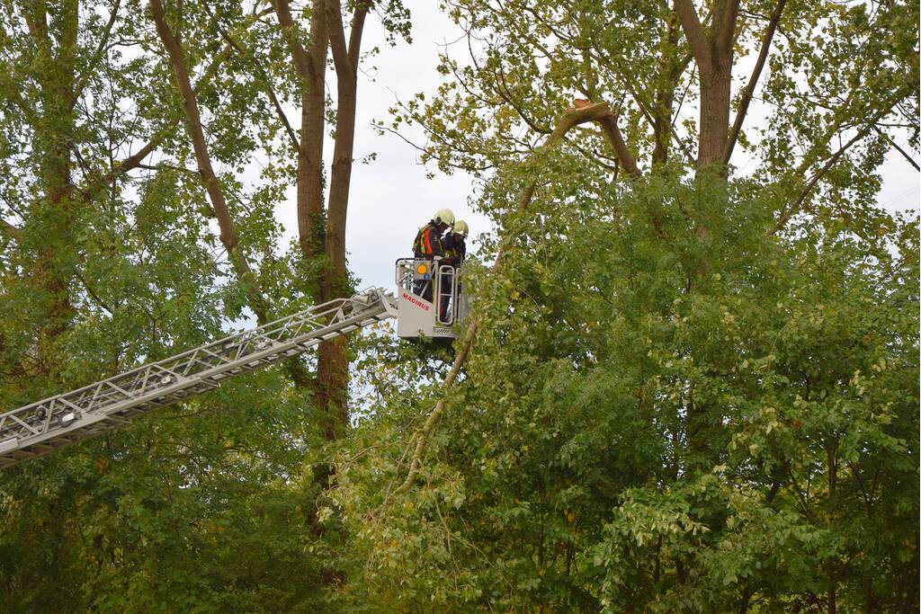 Grote loshangende tak zorgt voor gevaarlijke situatie