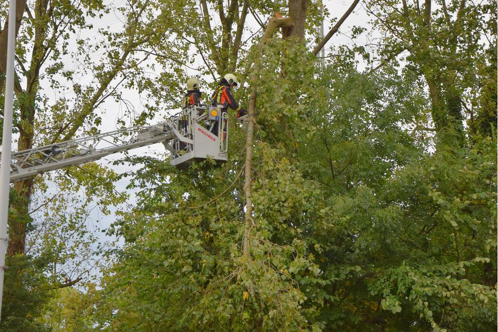 Grote loshangende tak zorgt voor gevaarlijke situatie