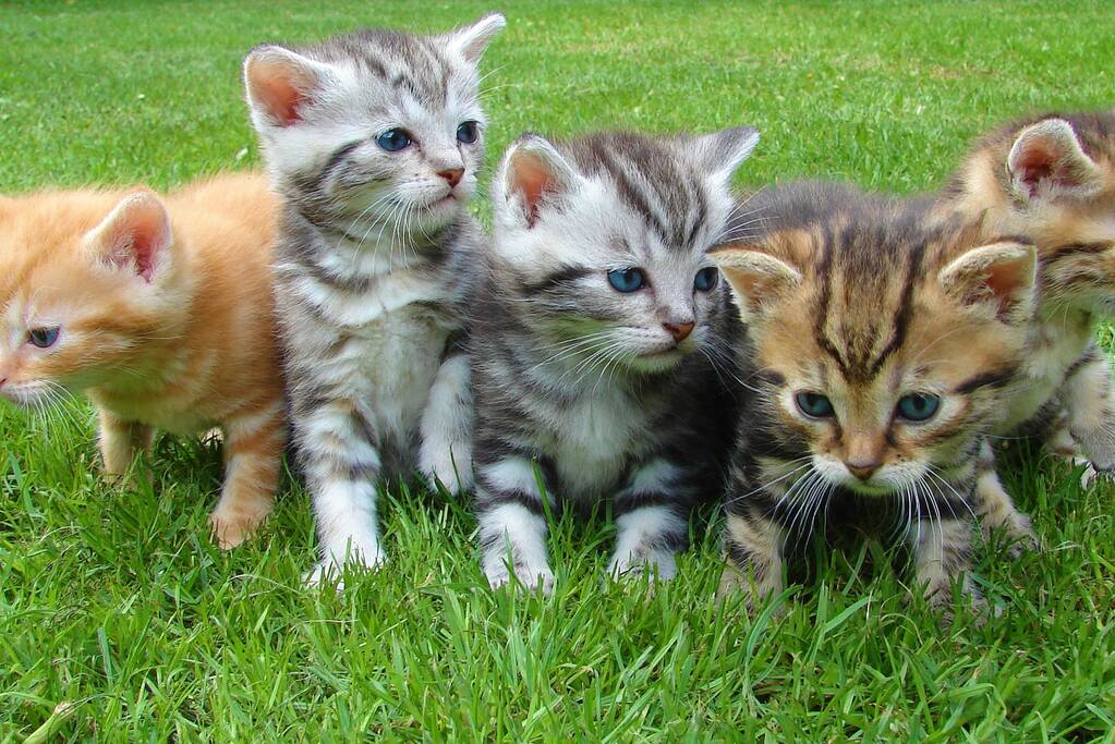 Gedumpte kittens aangetroffen in berm