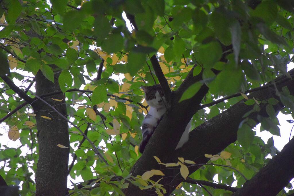 Eigenaar red kat met brandweer trap