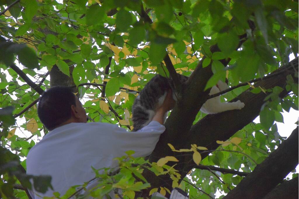 Eigenaar red kat met brandweer trap