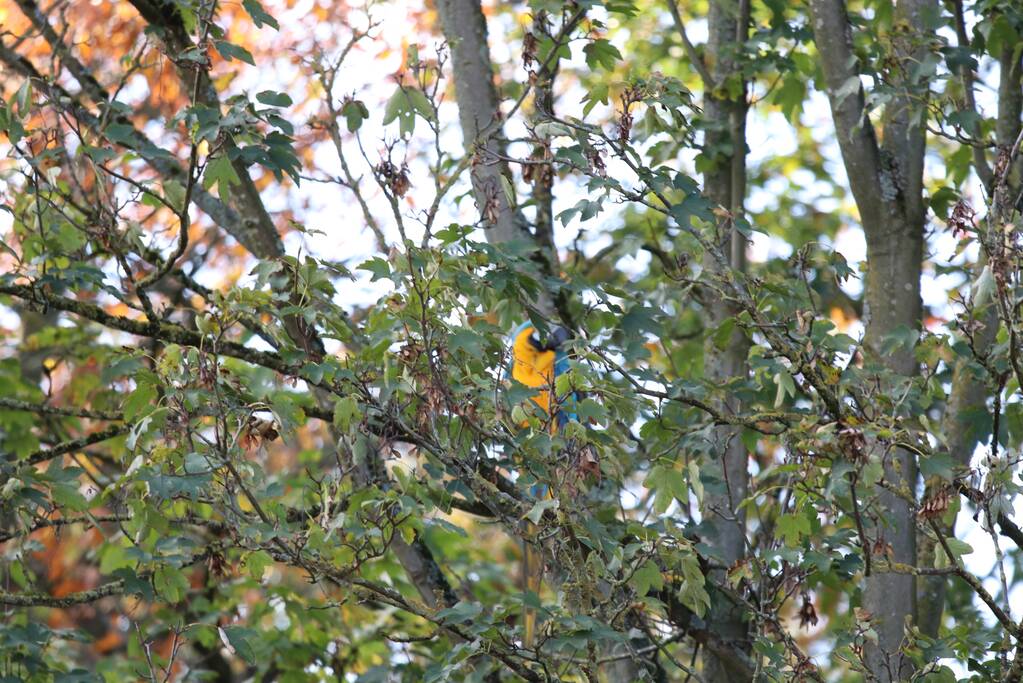 Brandweer redt papegaai met hoogwerker