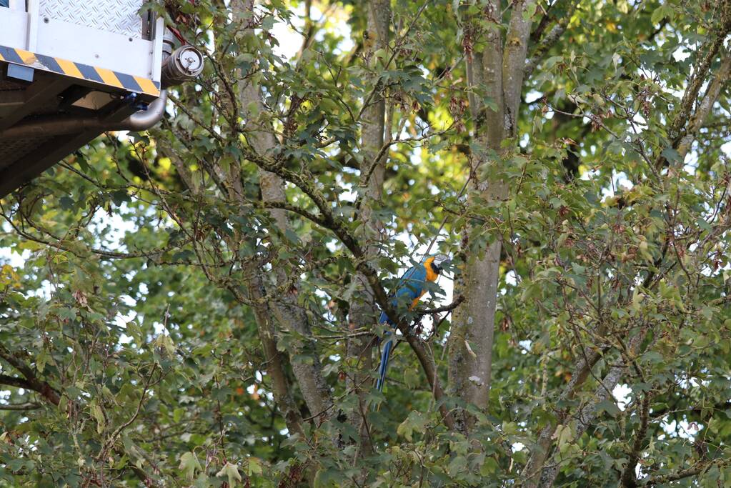Brandweer redt papegaai met hoogwerker