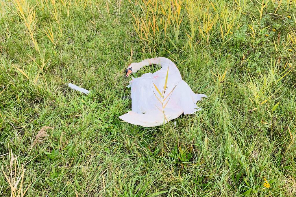 Zwaan dood na aanrijding op snelweg