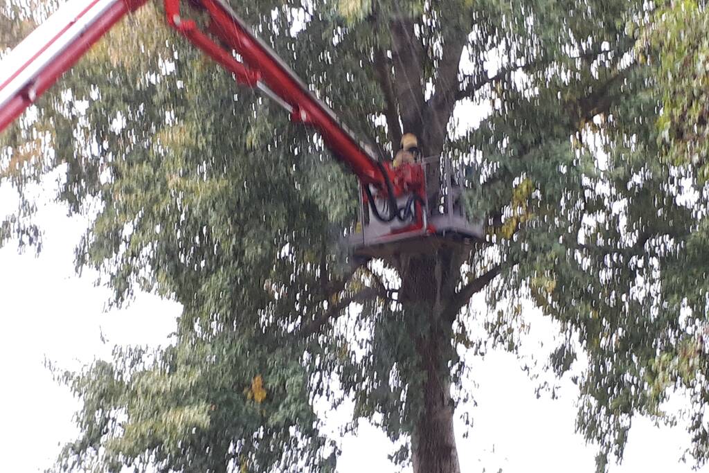 Brandweer doet nog een poging om kat uit boom te halen