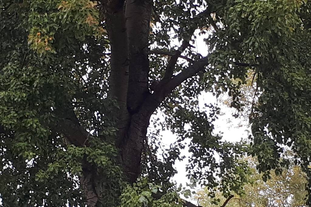 Brandweer doet nog een poging om kat uit boom te halen