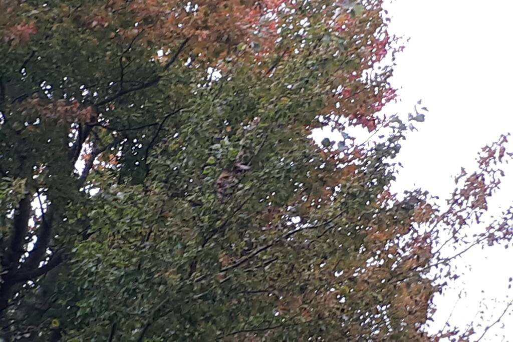 Brandweer doet nog een poging om kat uit boom te halen