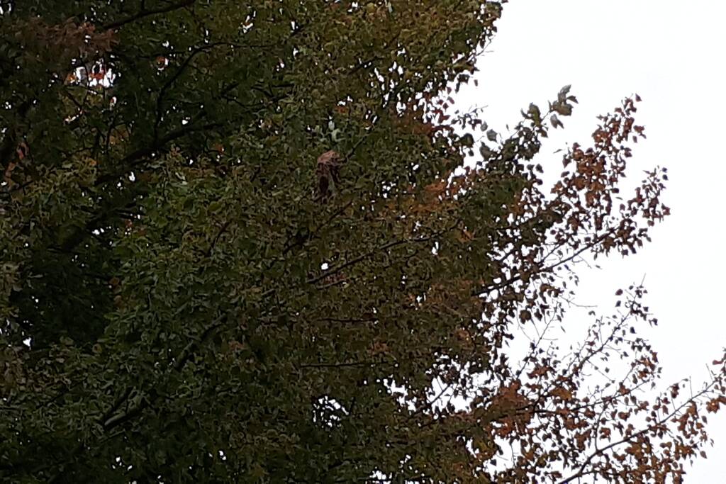 Brandweer doet nog een poging om kat uit boom te halen