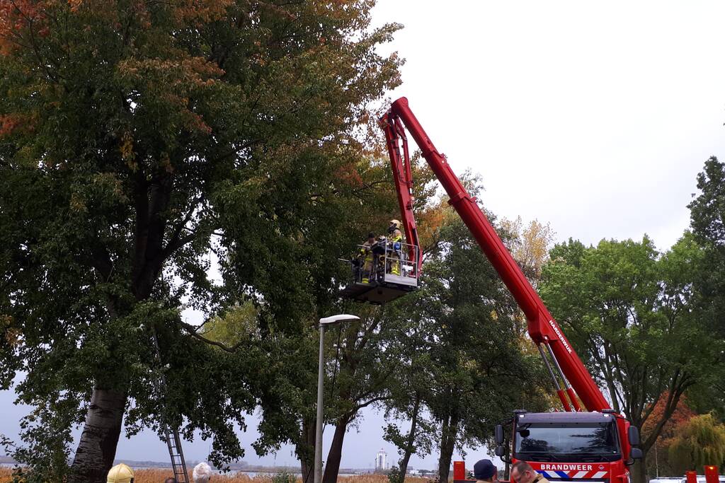 Brandweer doet nog een poging om kat uit boom te halen