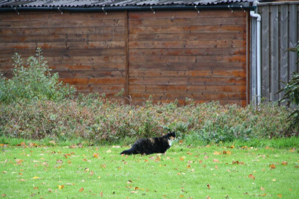 Kat springt uit boom bij reddingsactie