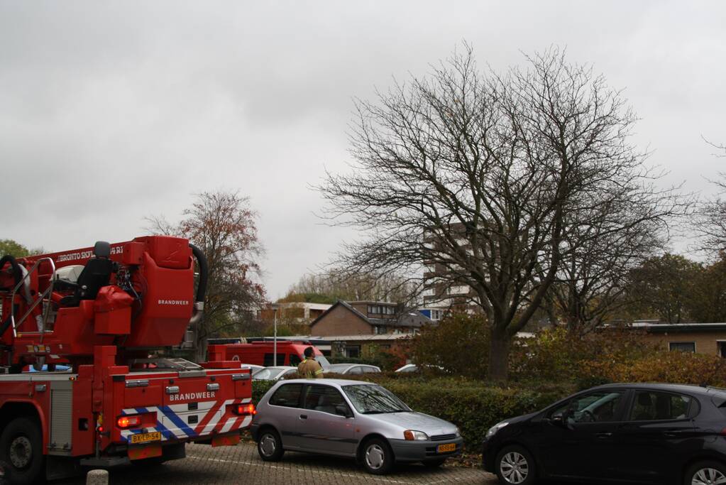 Kat springt uit boom bij reddingsactie