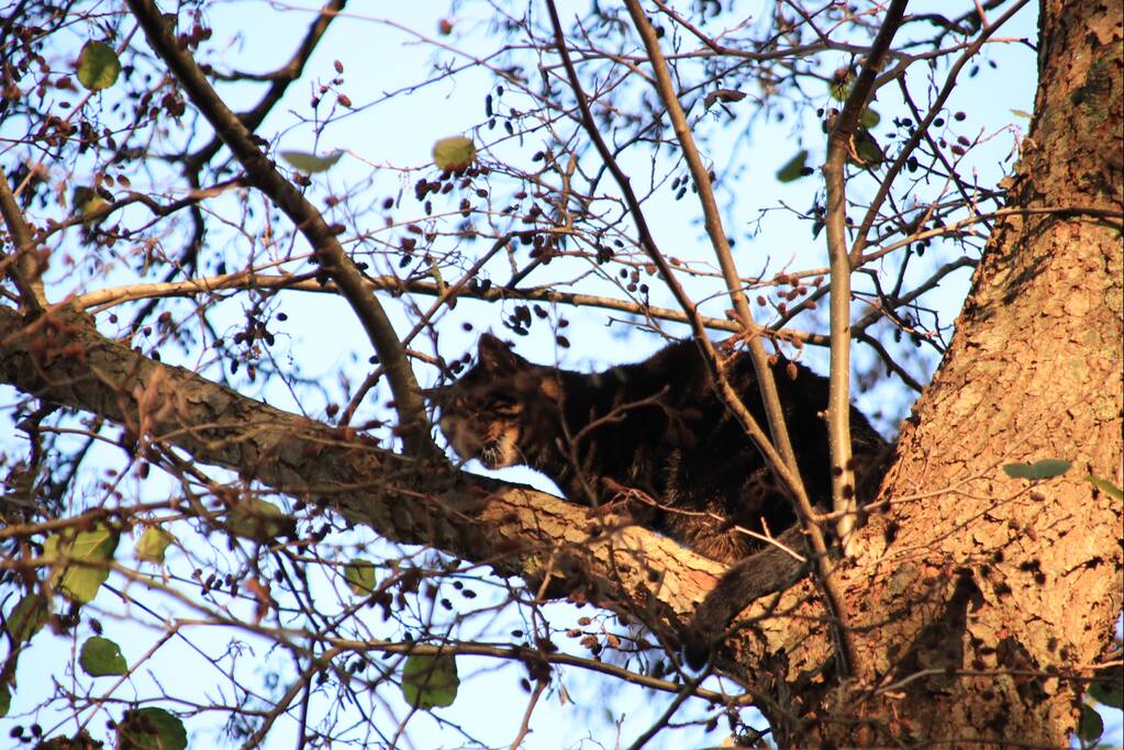 Brandweer spuit kat 'Jochie' uit de boom