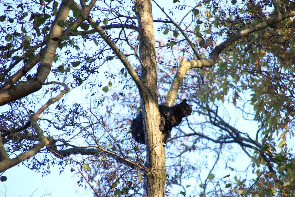 Brandweer spuit kat 'Jochie' uit de boom