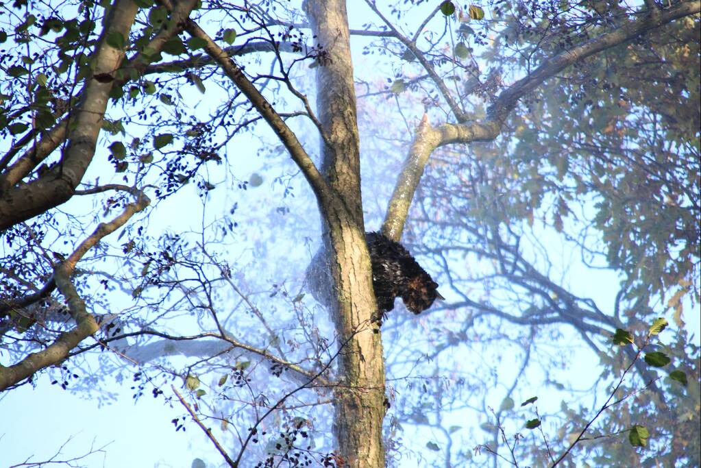 Brandweer spuit kat 'Jochie' uit de boom