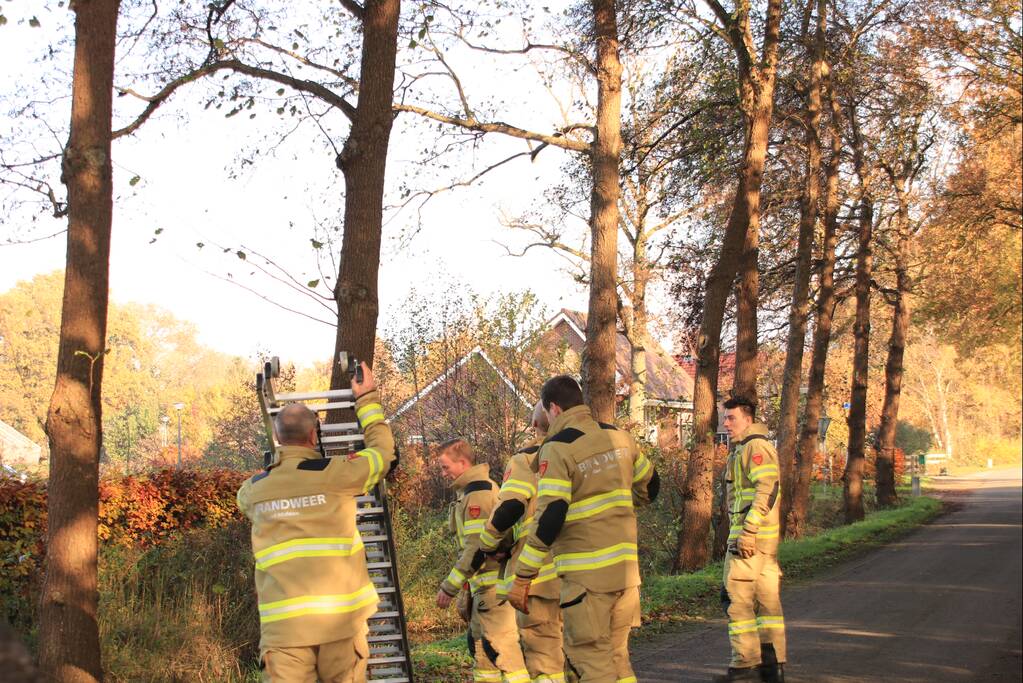 Brandweer spuit kat 'Jochie' uit de boom