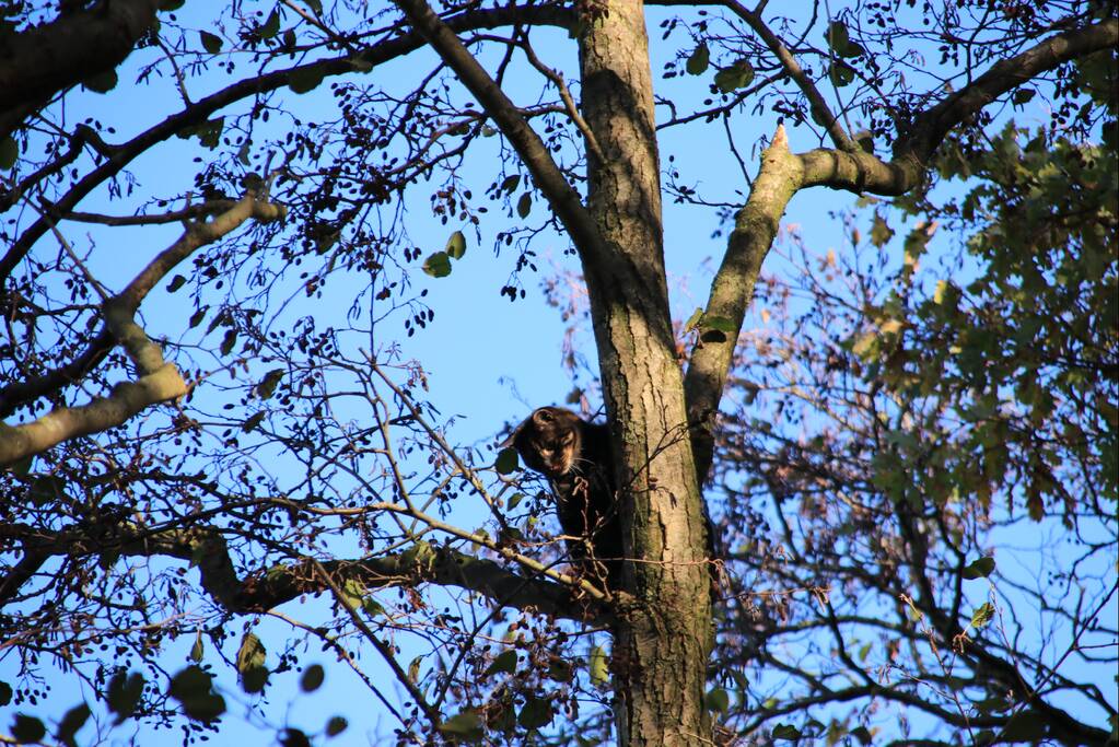 Brandweer spuit kat 'Jochie' uit de boom