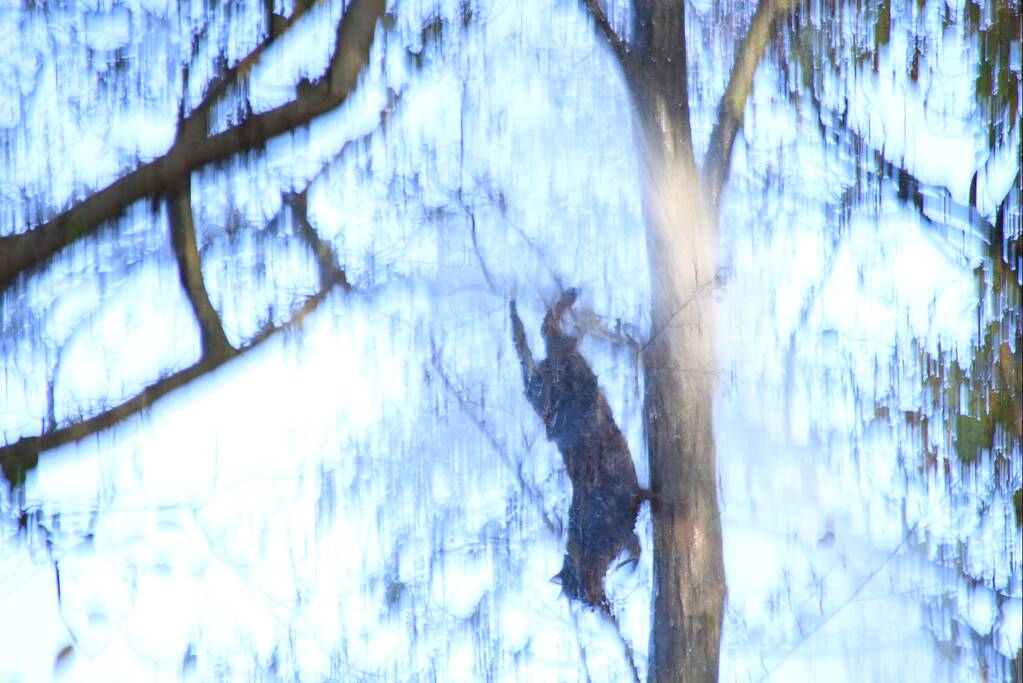 Brandweer spuit kat 'Jochie' uit de boom