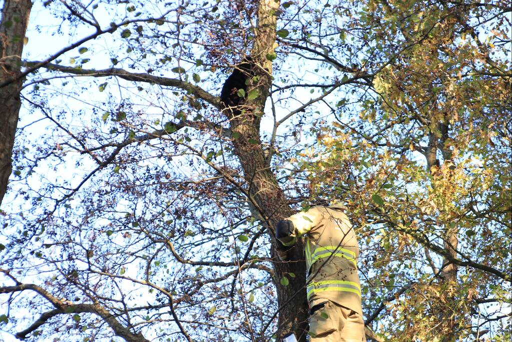 Brandweer spuit kat 'Jochie' uit de boom