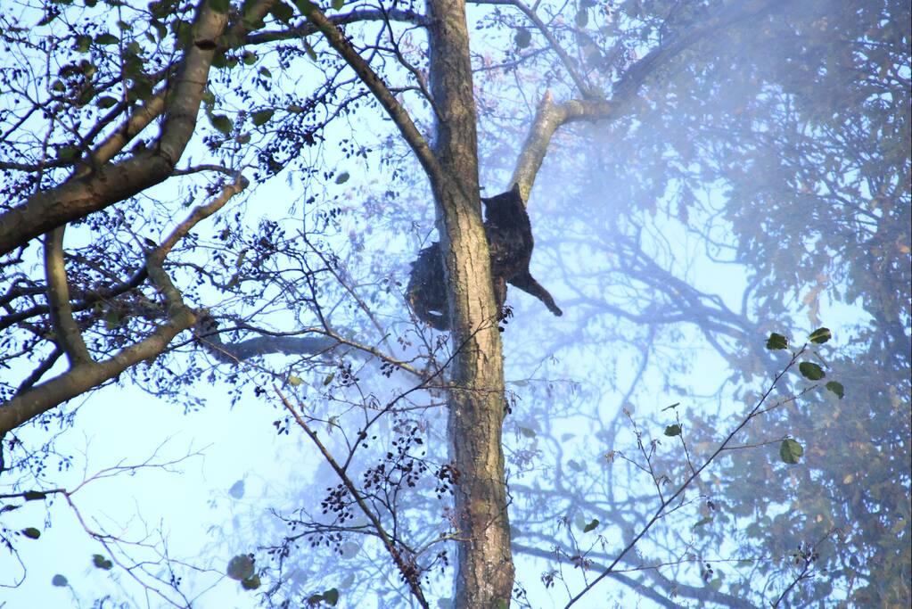 Brandweer spuit kat 'Jochie' uit de boom