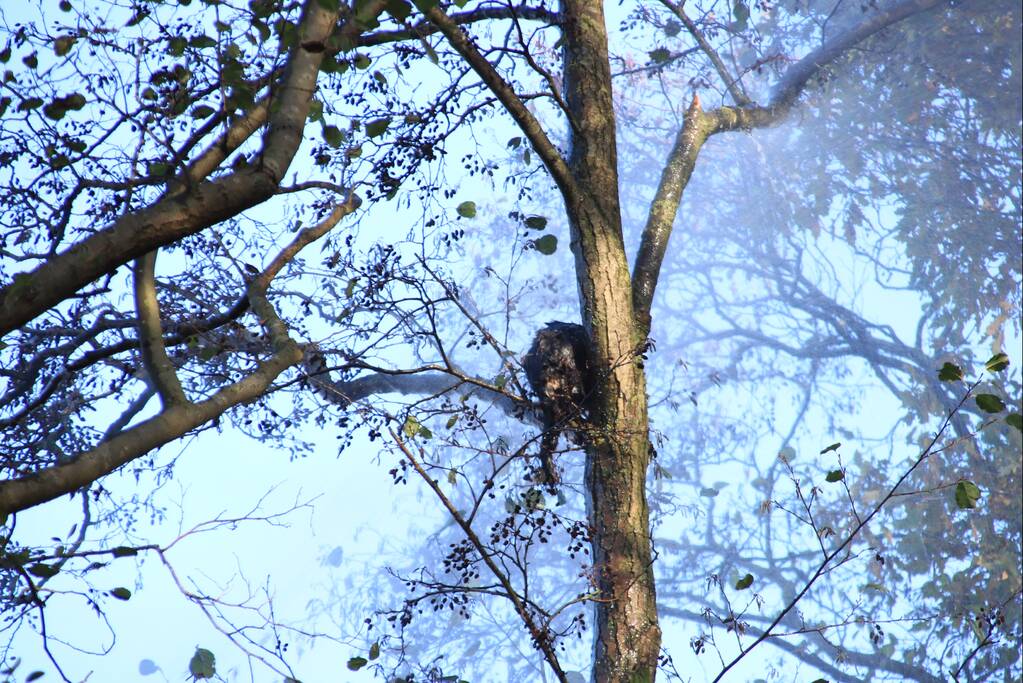 Brandweer spuit kat 'Jochie' uit de boom