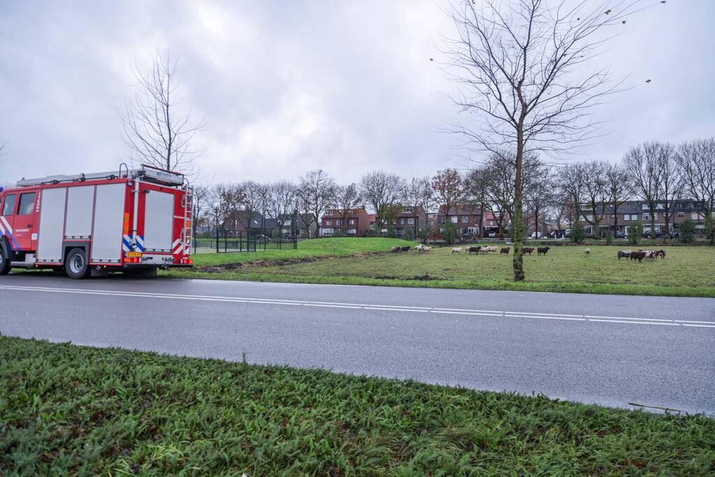 Brandweer redt schaap uit sloot