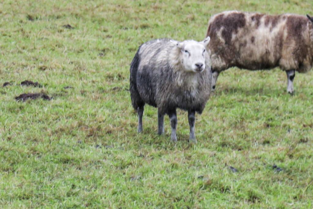Brandweer redt schaap uit sloot