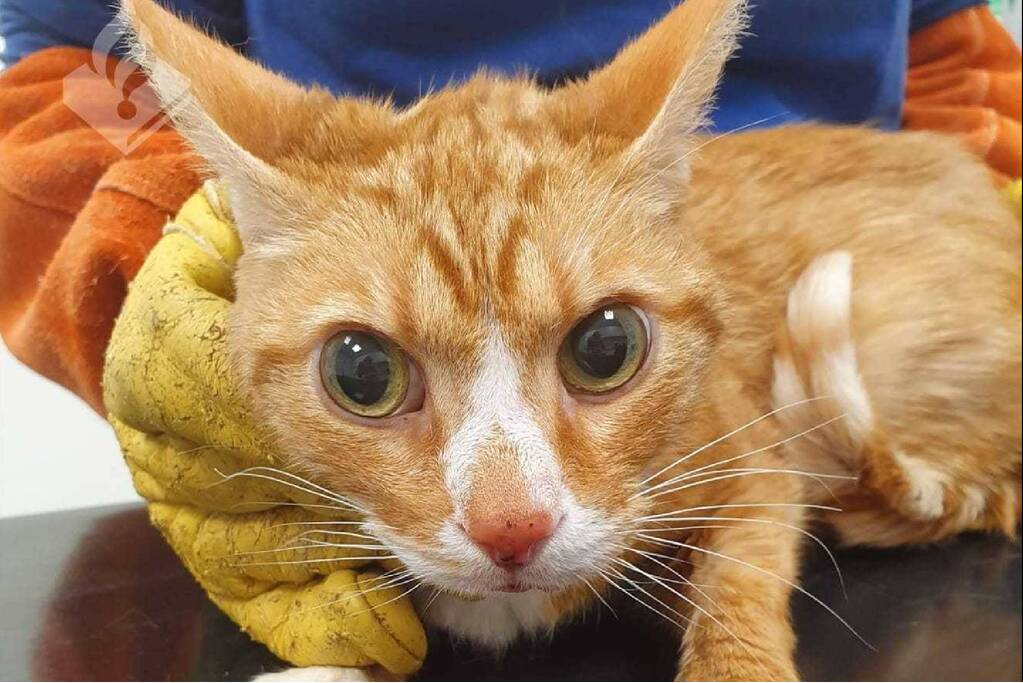 Verwaarloosde kat gedumpt bij dierenspeciaalzaak