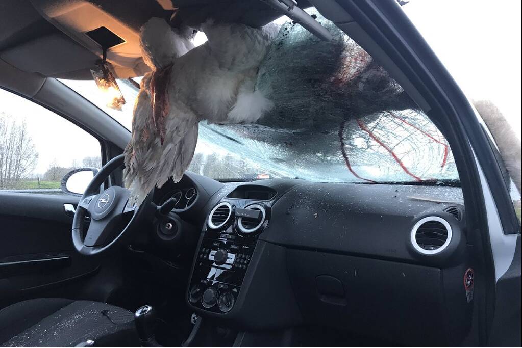 Zwaan vliegt door voorruit auto op snelweg