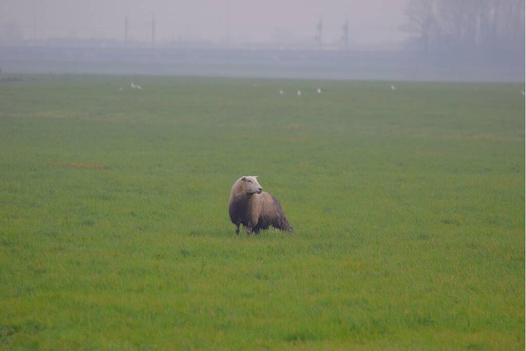 Brandweer redt schaap uit sloot