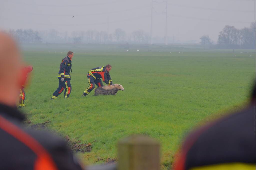 Brandweer redt schaap uit sloot