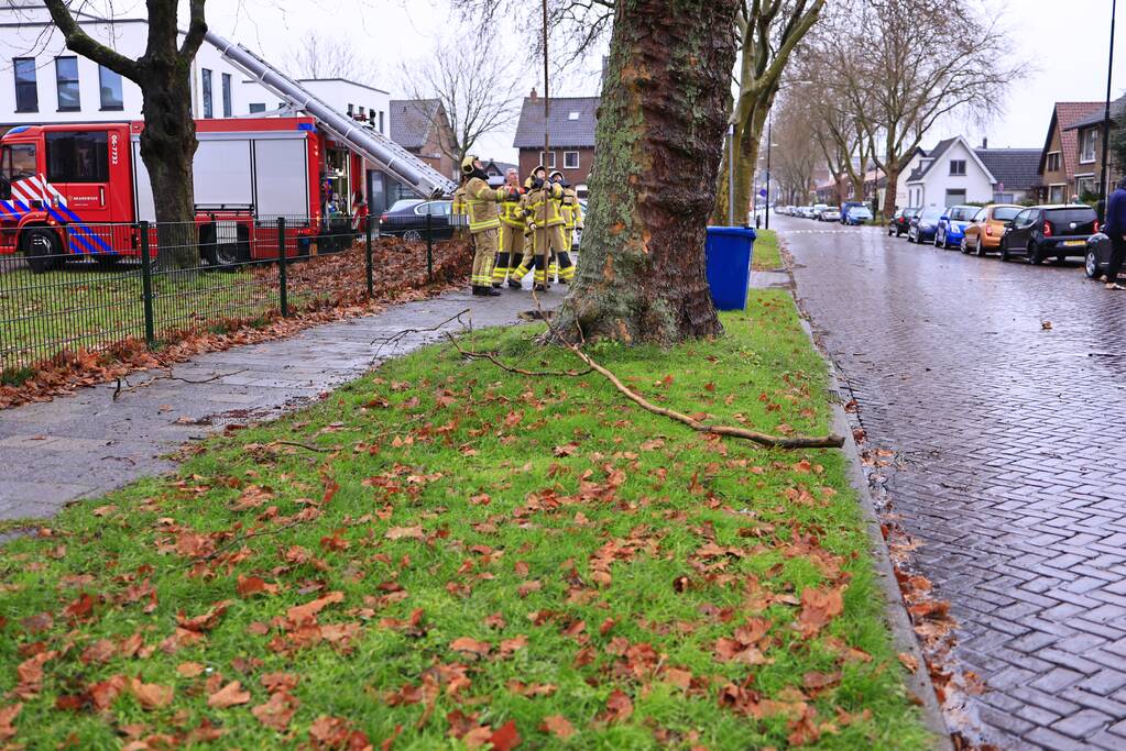 Brandweer haalt gevaarlijk loshangende takken uit boom