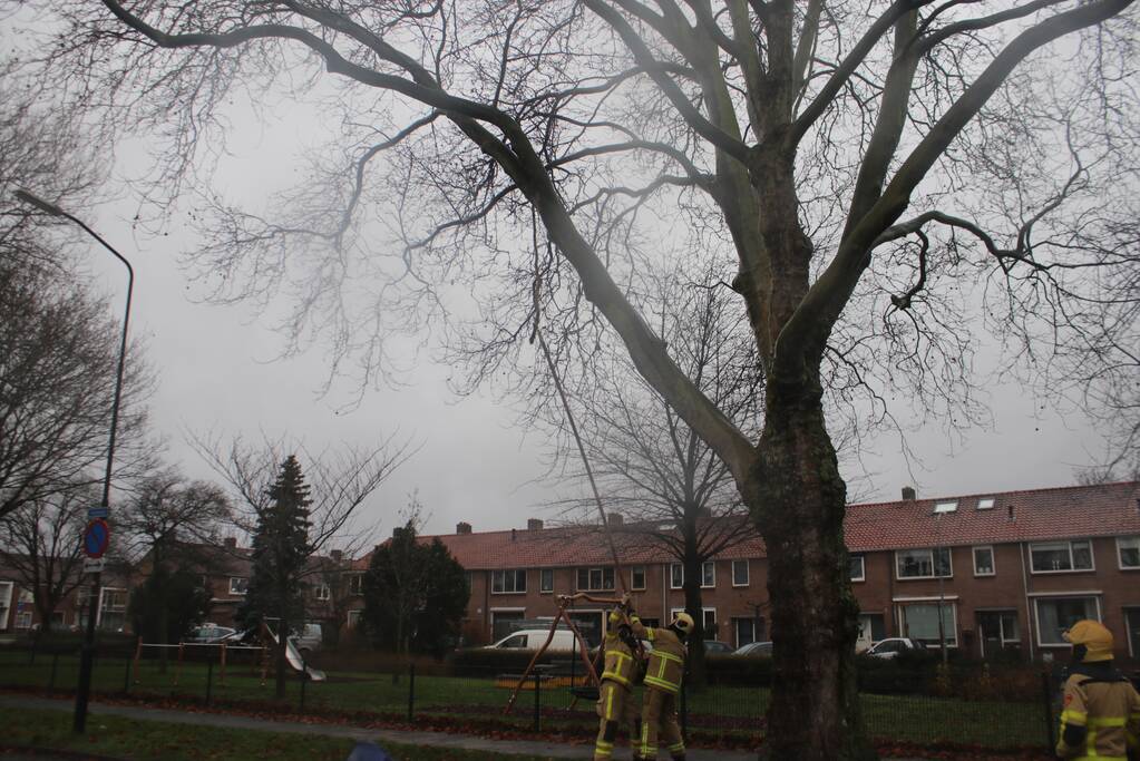 Brandweer haalt gevaarlijk loshangende takken uit boom