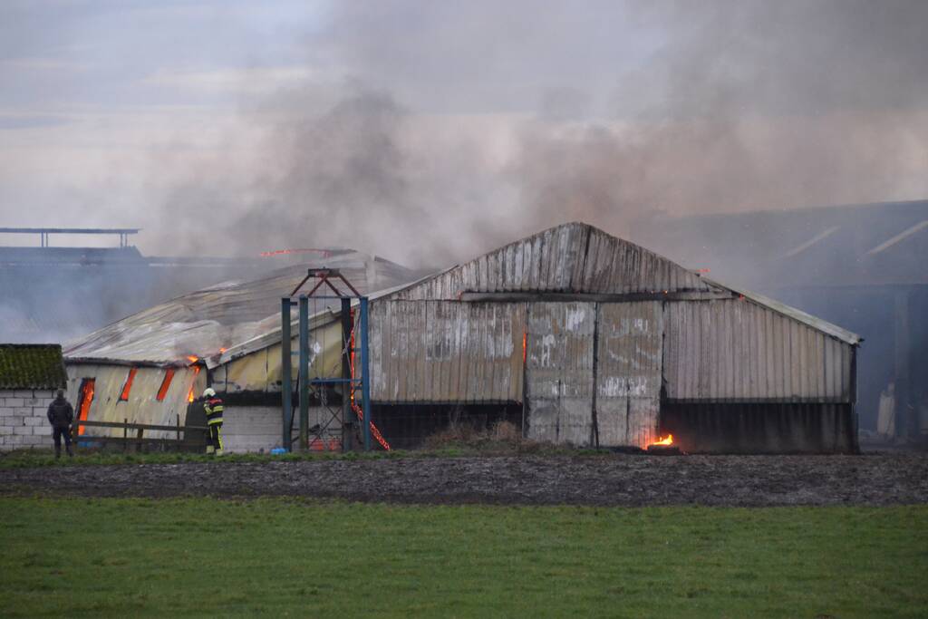 Koeienstal brandt af; 20 koeien dood