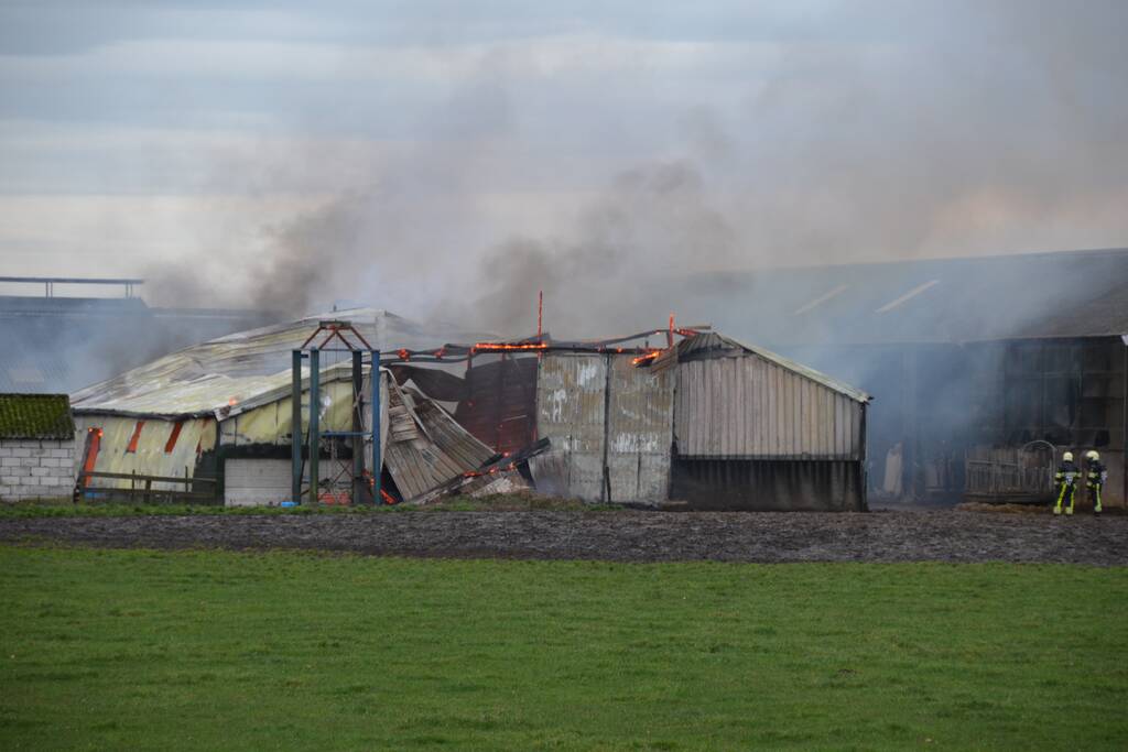 Koeienstal brandt af; 20 koeien dood