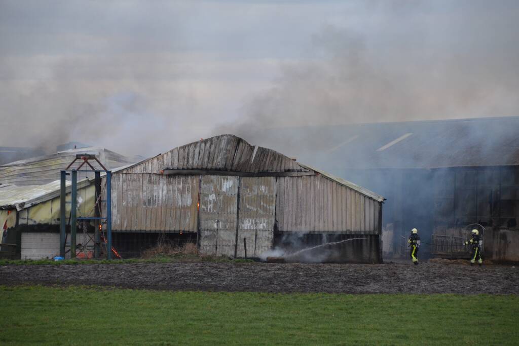 Koeienstal brandt af; 20 koeien dood